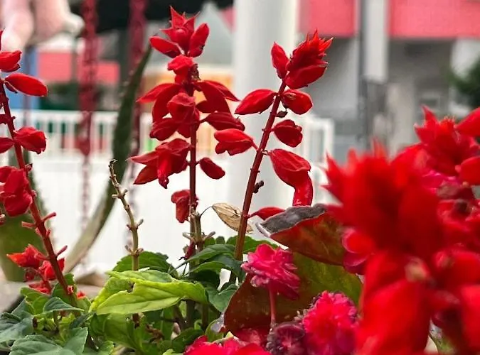 Rezidenca Mabel Hostel