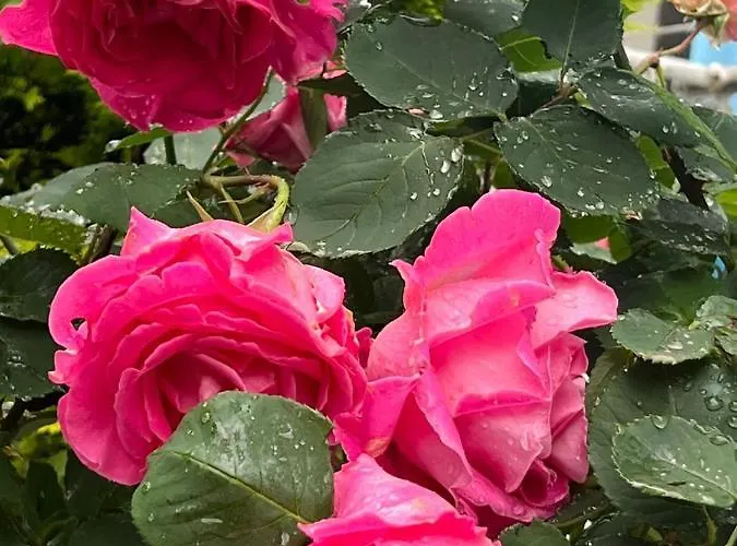 Rezidenca Mabel 旅馆 Velipojë